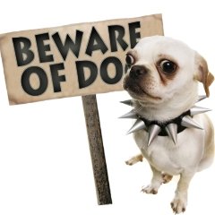 Beware of Dog.jpg