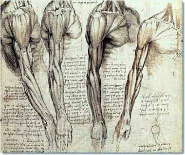 leonardo-da-vinci-anatomy.4.jpg