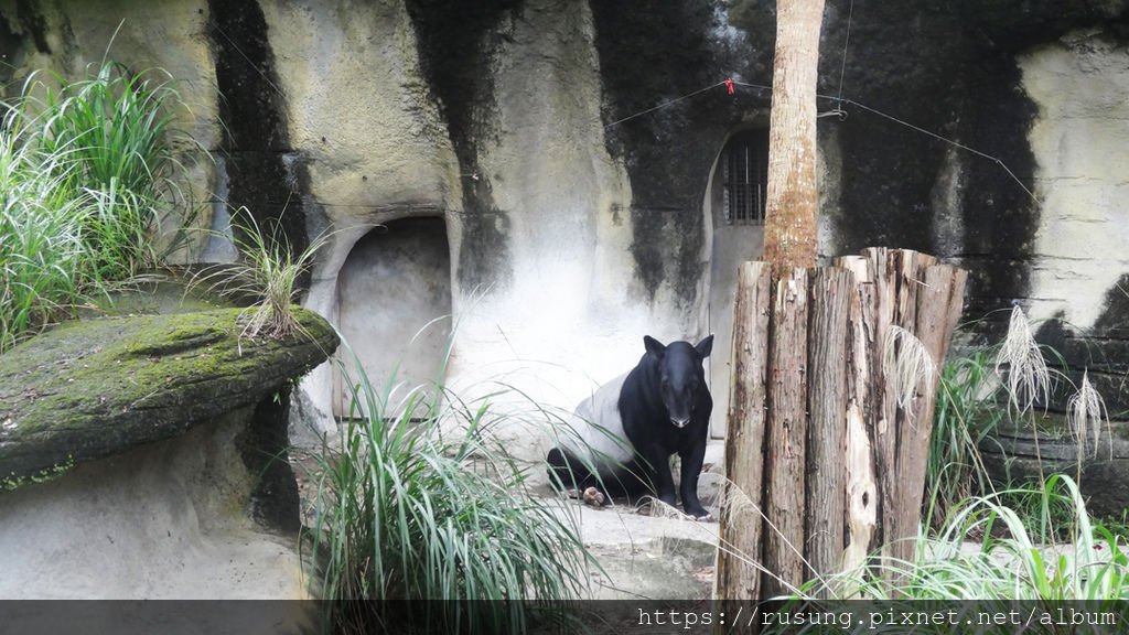 台北市立木柵動物園 馬來膜6.jpg