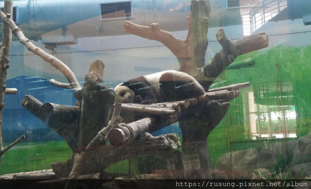 台北市立木柵動物園 熊貓.jpg