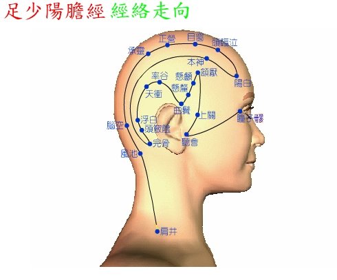 膽經於頭部路徑.jpg