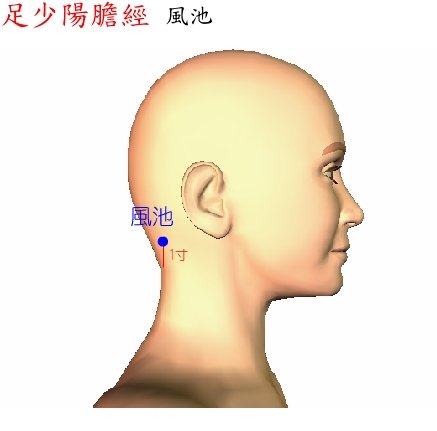 風池穴.jpg