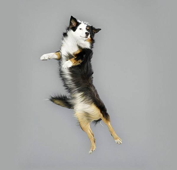 julia-christe-leaping-dogs-serie-freestyle-designboom-01