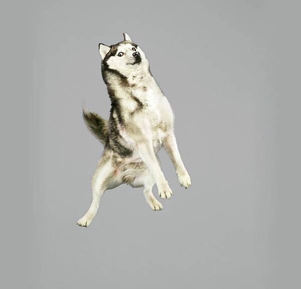 julia-christe-leaping-dogs-serie-freestyle-designboom-03