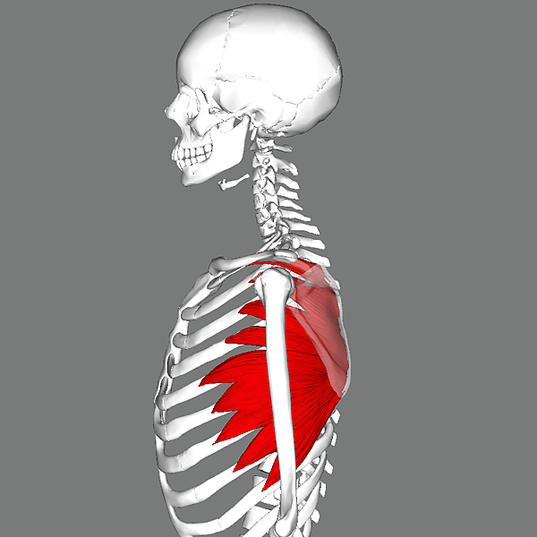 7. Serratus_anterior_muscles_lateral.png