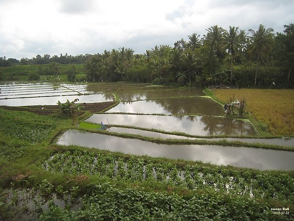 Bali from Ubud city center to Puri Wulandari