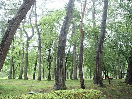 0714040-下大雨的弘前公園.JPG