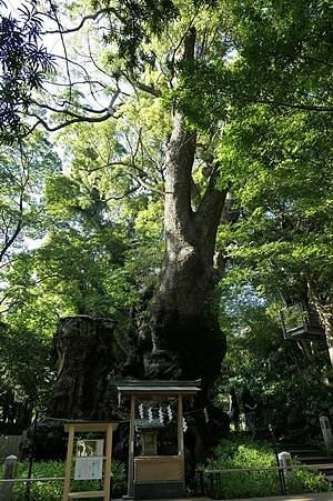 0728108-來宮神社御神木大楠.JPG