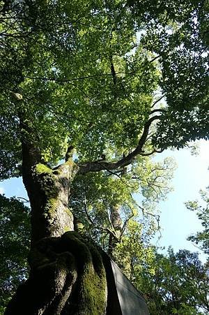 0728111-來宮神社御神木大楠.JPG