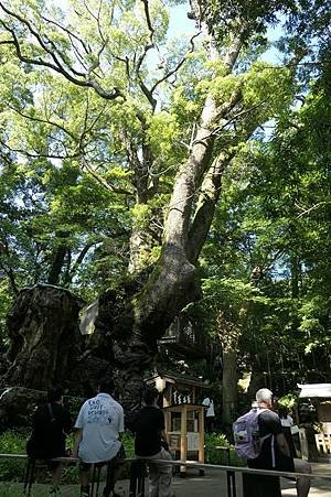 0728120-來宮神社御神木大楠.JPG