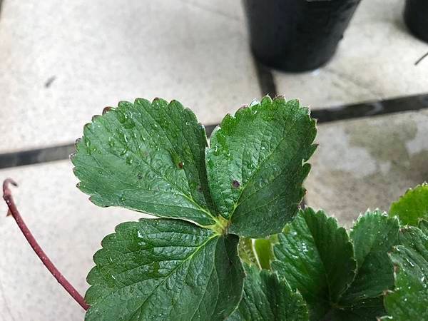 S__61267998.jpg