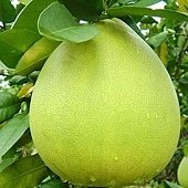 pomelo