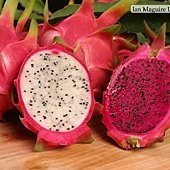 Dragon-fruit-3