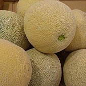 Muskmelon5