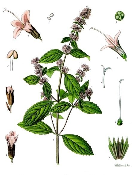 Mentha_×_piperita_-_Köhler–s_Medizinal-Pflanzen-095.jpg