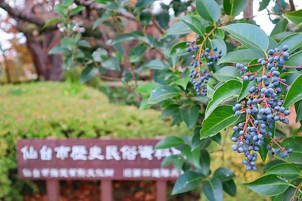 【日本｜仙台】12個私房景點推薦+3處道地美食推薦！三條路線