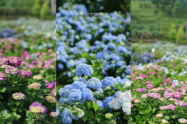 陽明山 繡球花.png