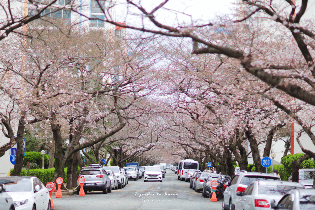 南川洞櫻花路 攻略.png