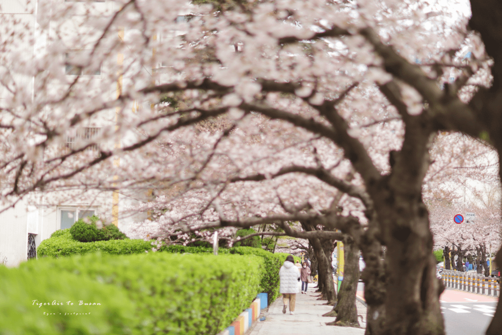 南川洞櫻花路 花季.png