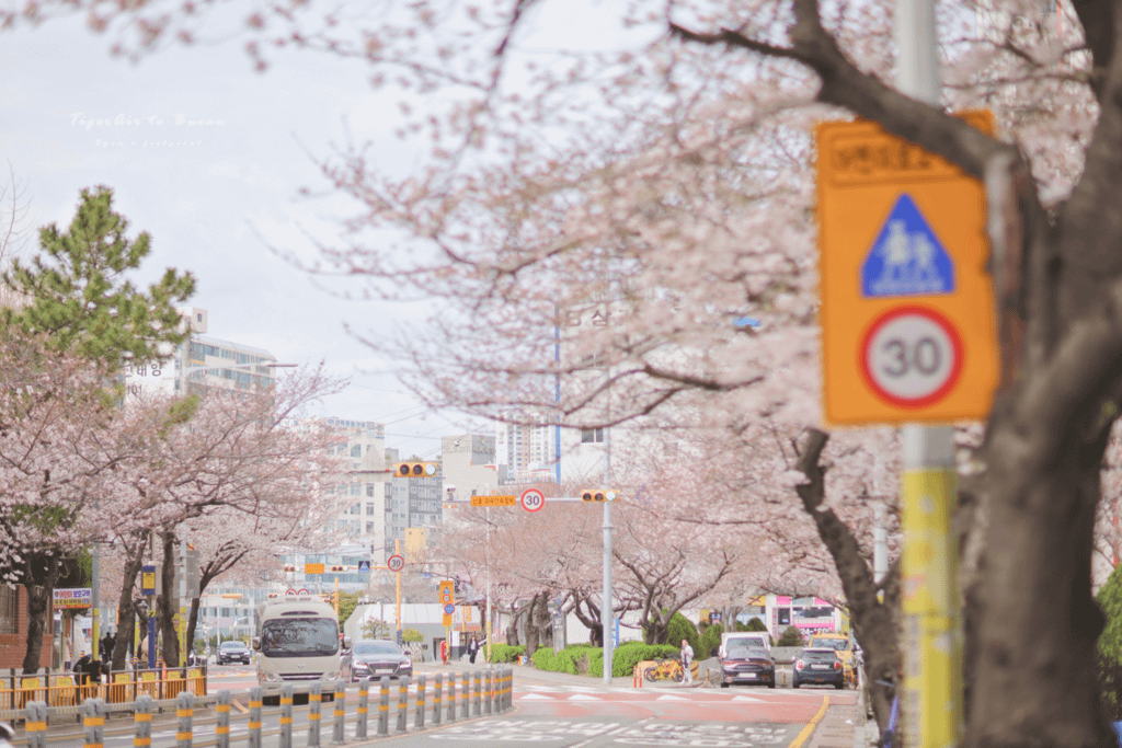 南川洞櫻花路 旅遊路線.png