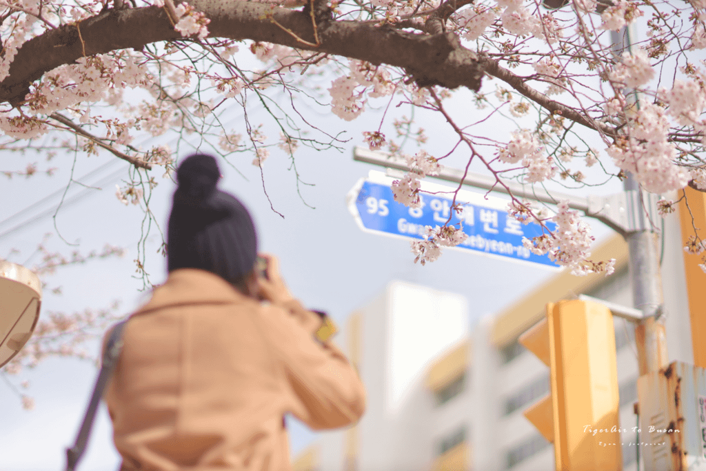 釜山南川洞櫻花路.png