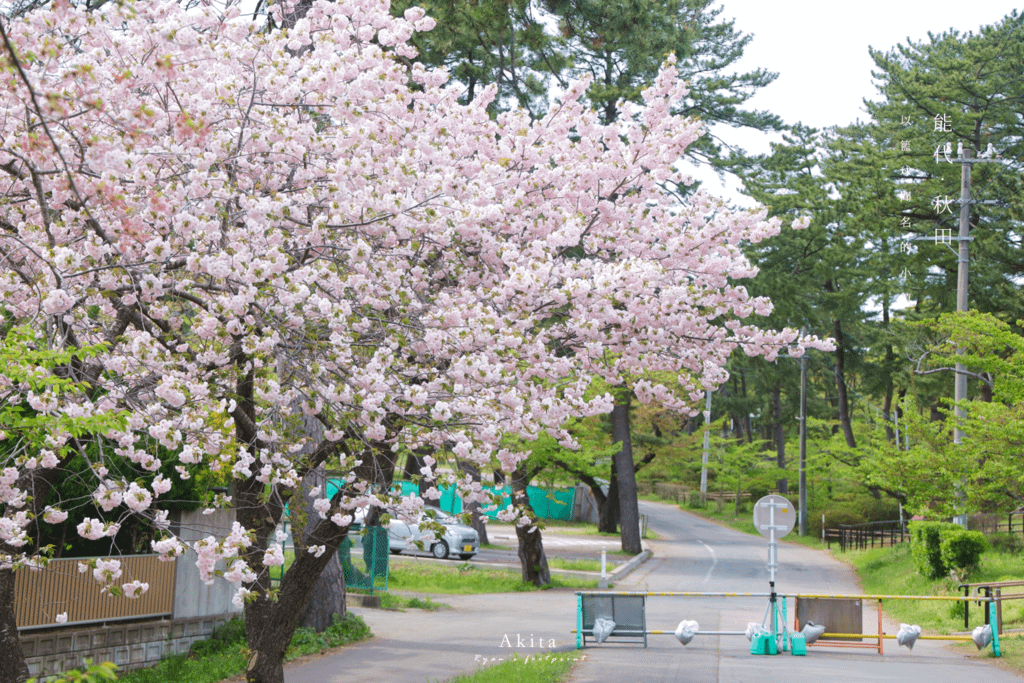 能代賞櫻 能代公園.png