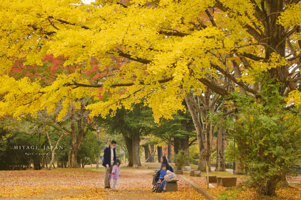 仙台楓葉 西公園.png