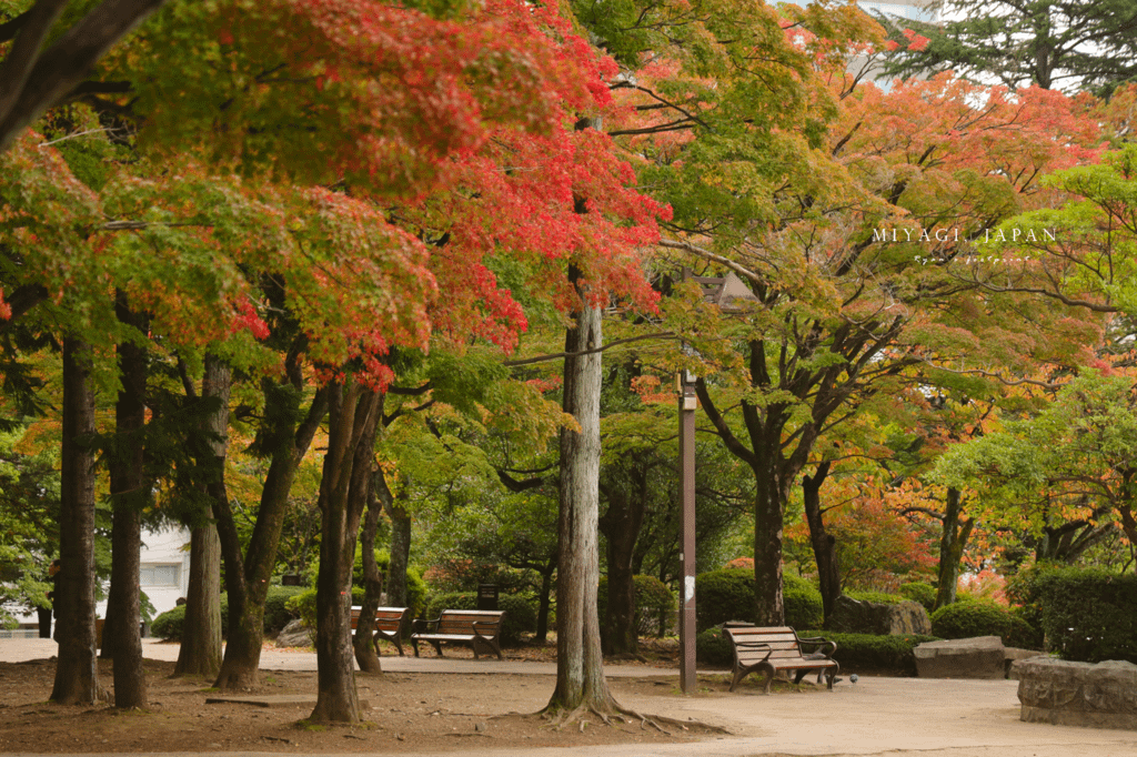 仙台楓葉 勾當台公園.png