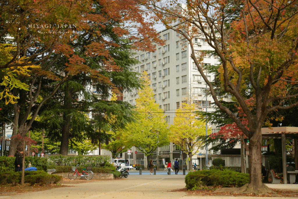 仙台銀杏 錦町公園.png