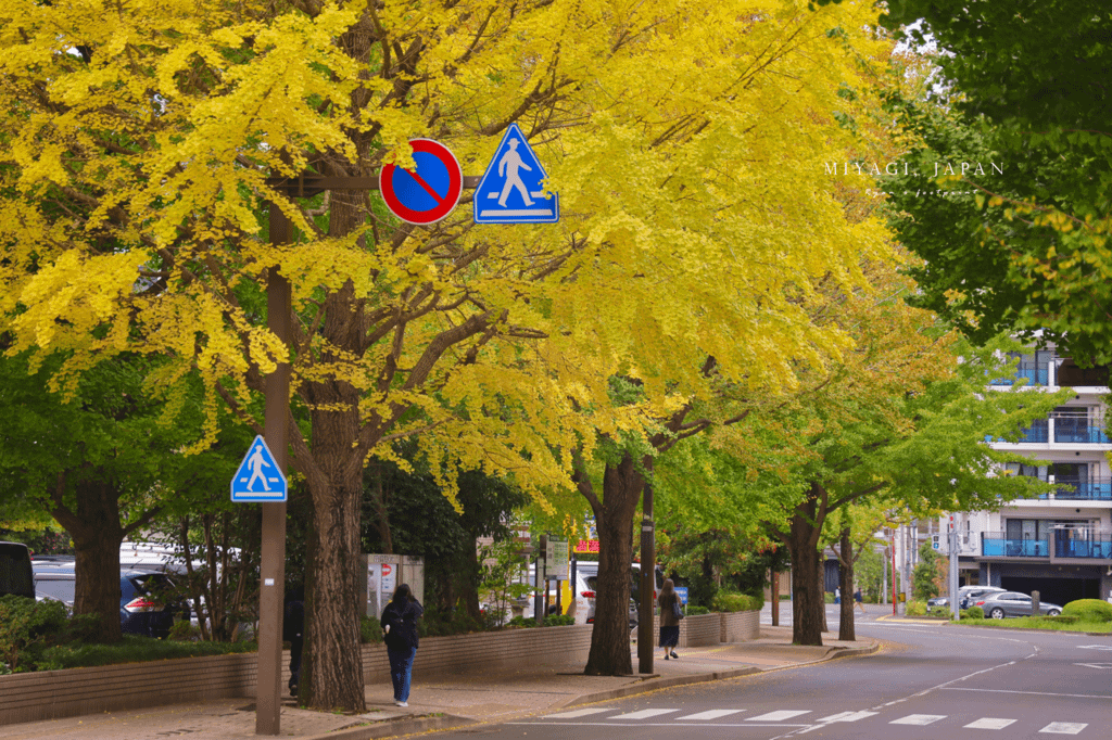 仙台銀杏 宮城縣廳前表小路.png