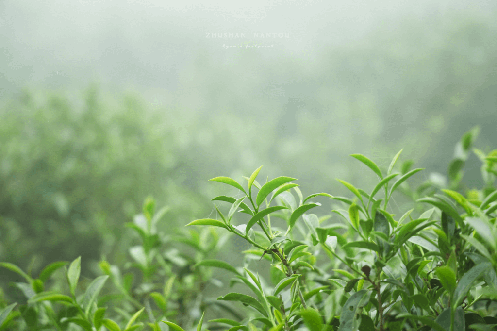 竹山景點推薦.png