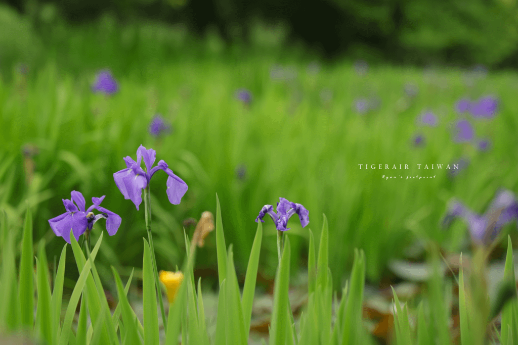 牧谷又助池鳶尾花.png