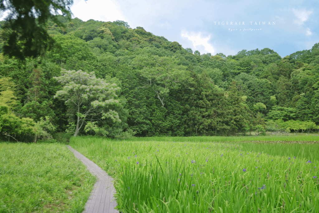 鳥取秘境 牧谷又助池鳶尾花.png