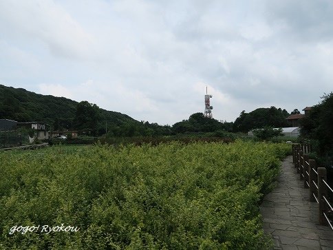 IMG_9152s.jpg