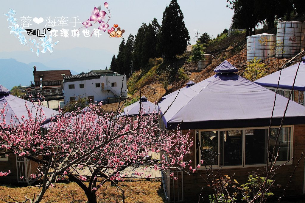 [南投景觀餐廳]好雞婆土雞城(雲南擺夷料理)，桃花盛開。我在