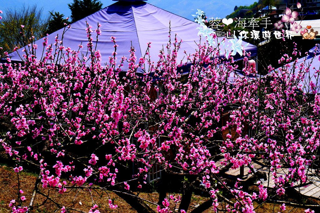 [南投景觀餐廳]好雞婆土雞城(雲南擺夷料理)，桃花盛開。我在