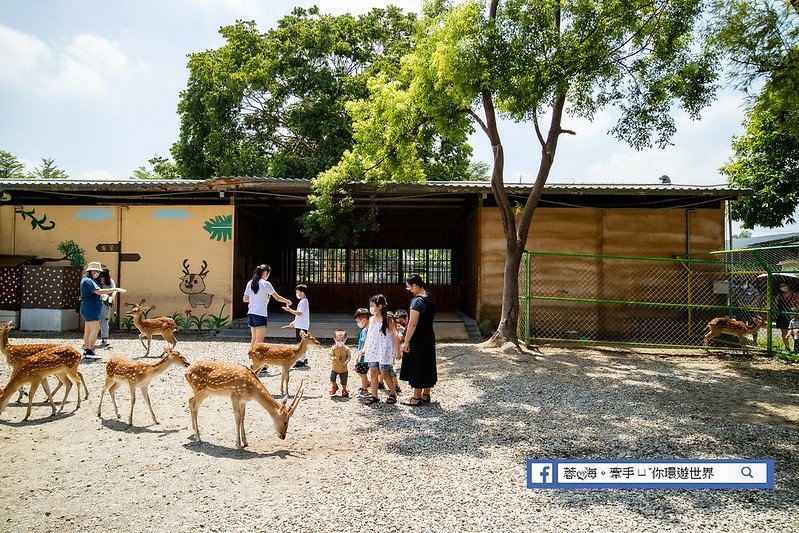 雲林景點：古坑鹿營親子農場～沒玩半天出不來！百元親子農場，戲水、滑草、餵小動物、美拍 (57).jpg