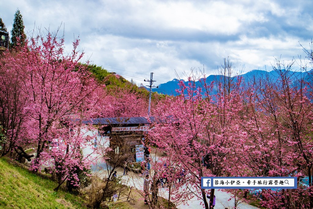 2022司馬庫斯櫻花季-上帝的部落～此生必訪最美秘境！交通方式、櫻花季管制、預約申請表，巨木登山口 (29).jpg