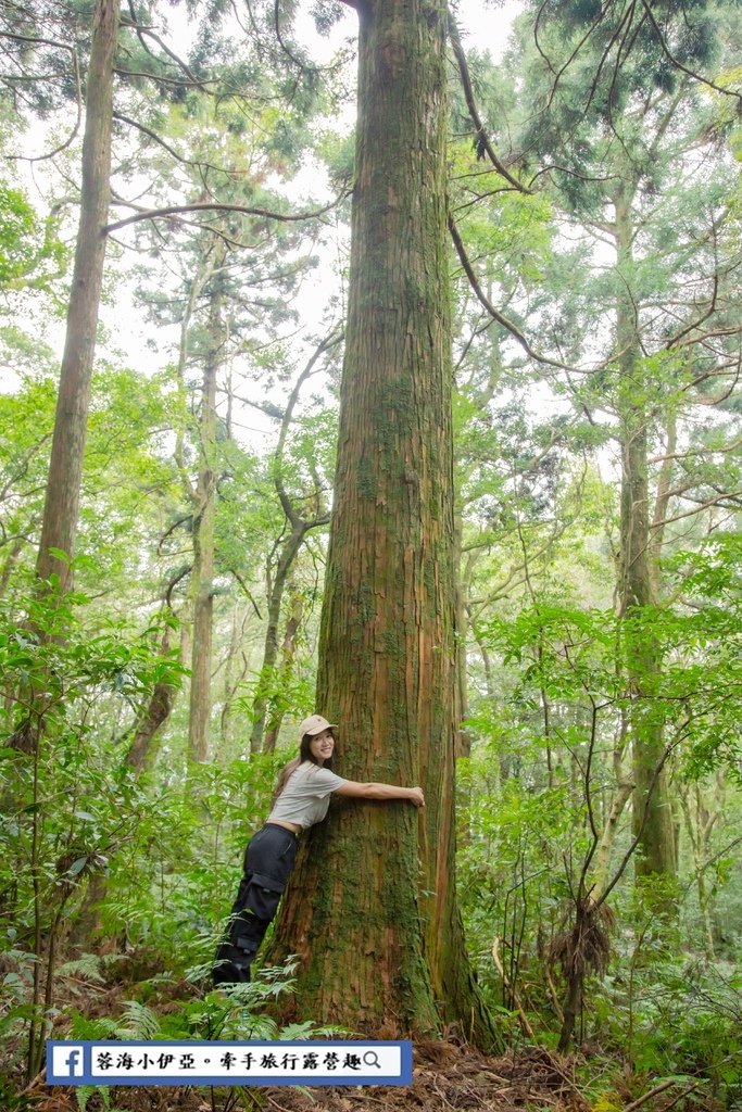 桃園景點-東眼山國家森林遊樂區 (15).jpg