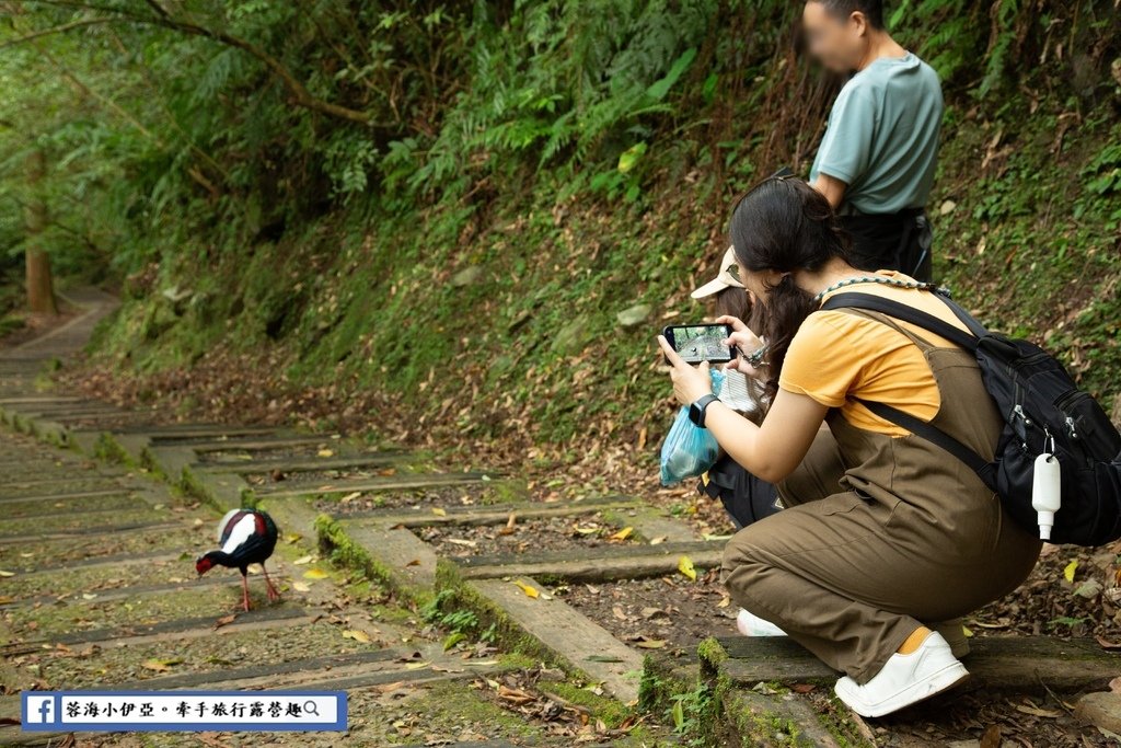 桃園景點-東眼山國家森林遊樂區 (20).jpg