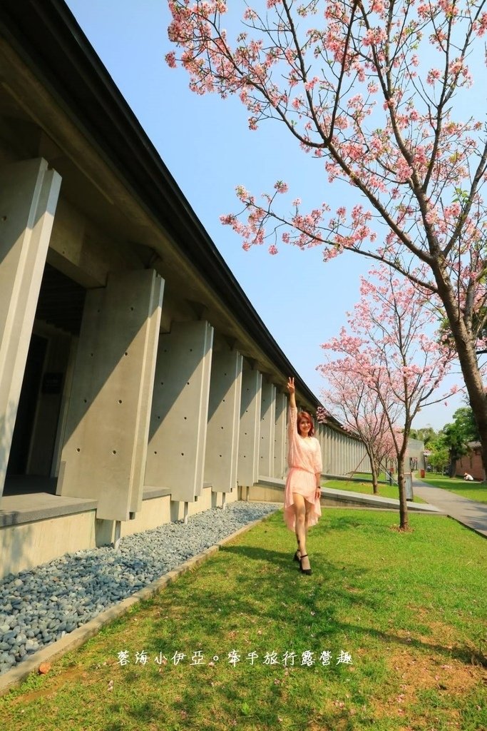 【桃園賞櫻景點】大溪齋明寺，吉野櫻、獨樹一格的清水模建築，意外譜出另類的美感