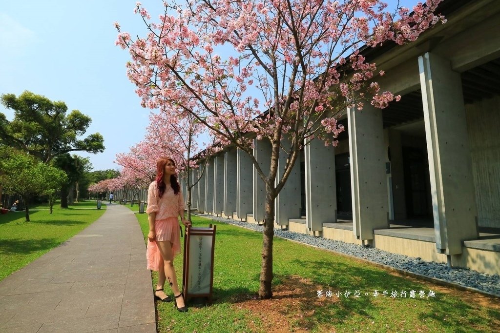 【桃園賞櫻景點】大溪齋明寺，吉野櫻、獨樹一格的清水模建築，意外譜出另類的美感