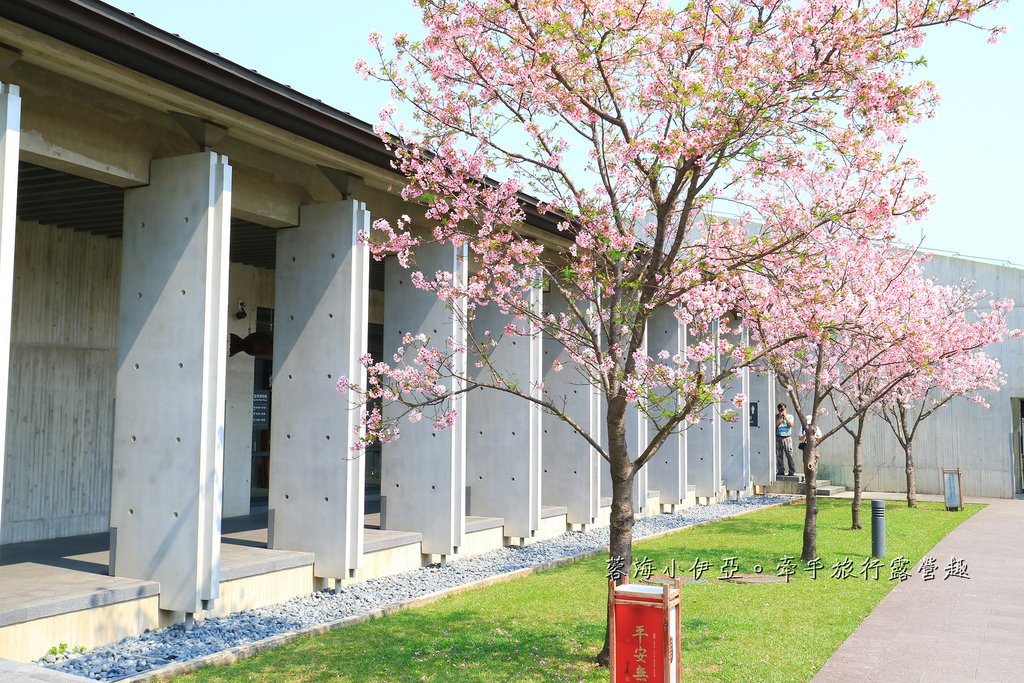 【桃園賞櫻景點】大溪齋明寺，吉野櫻、獨樹一格的清水模建築，意外譜出另類的美感