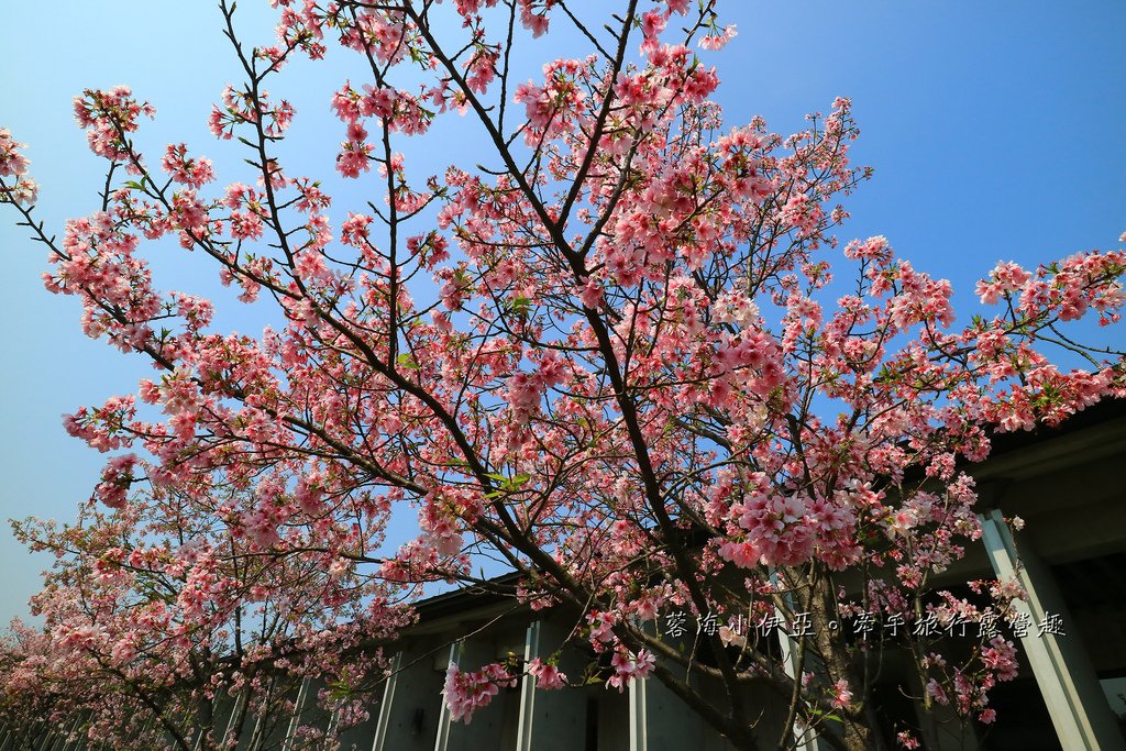 【桃園賞櫻景點】大溪齋明寺，吉野櫻、獨樹一格的清水模建築，意外譜出另類的美感