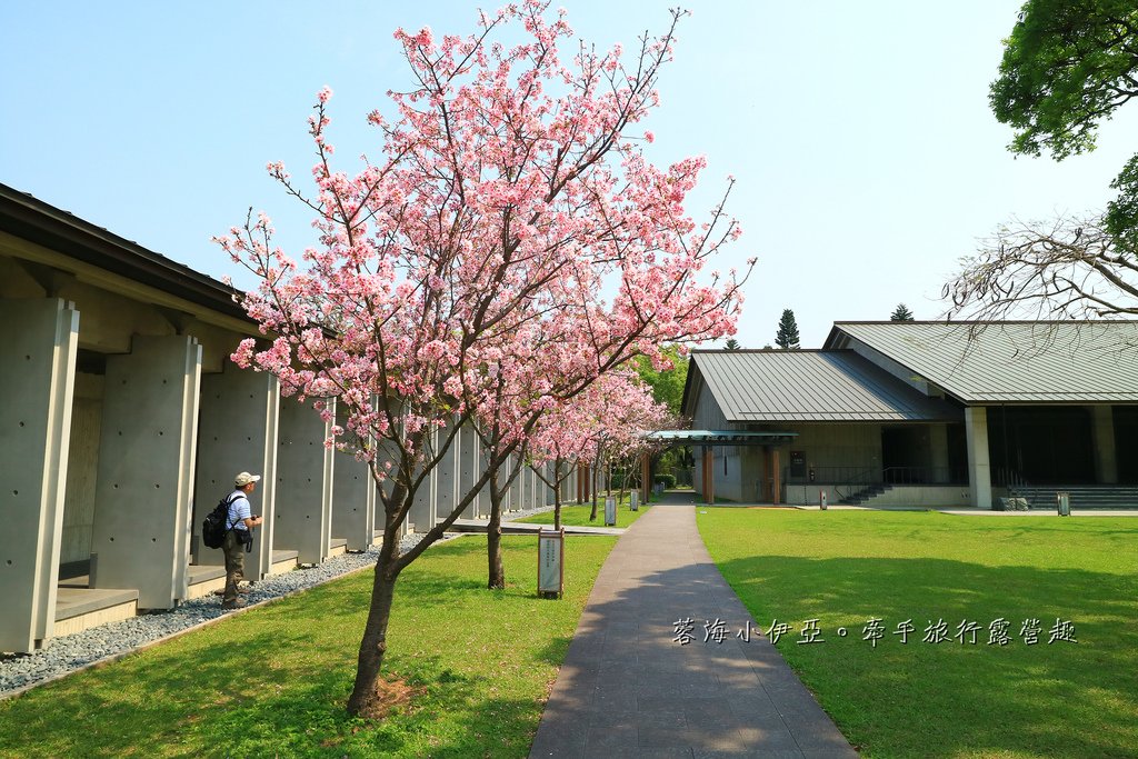 【桃園賞櫻景點】大溪齋明寺，吉野櫻、獨樹一格的清水模建築，意外譜出另類的美感