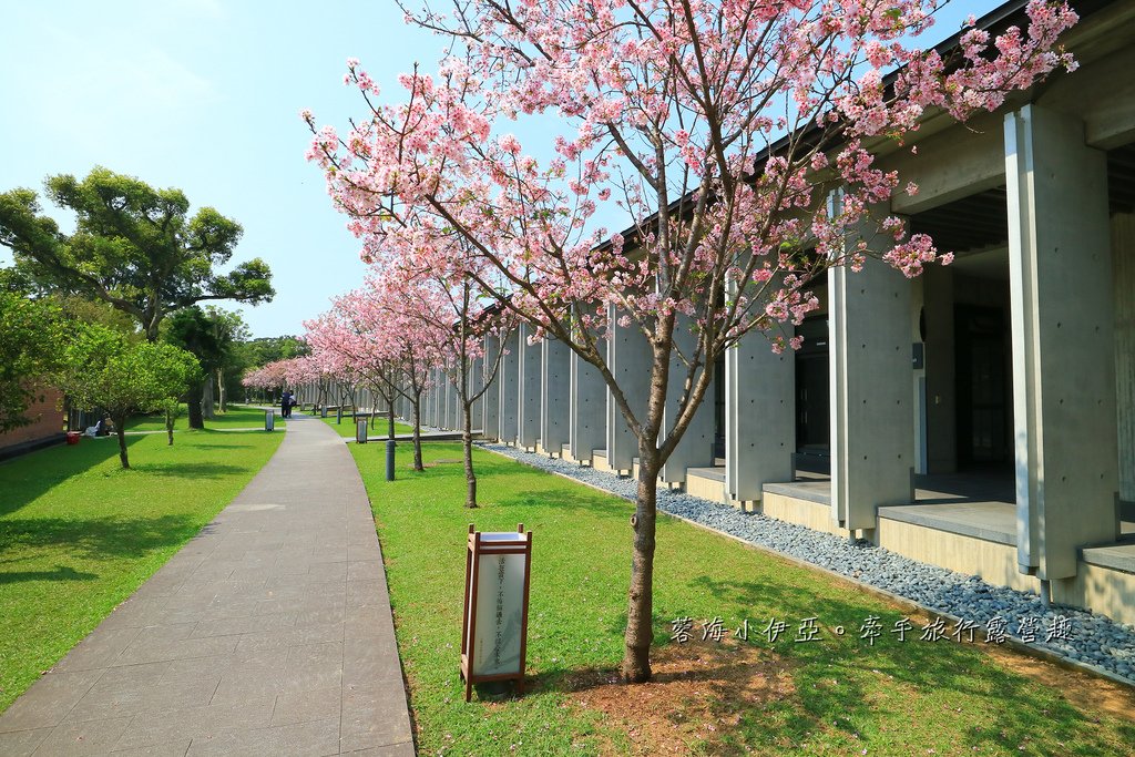 【桃園賞櫻景點】大溪齋明寺，吉野櫻、獨樹一格的清水模建築，意外譜出另類的美感