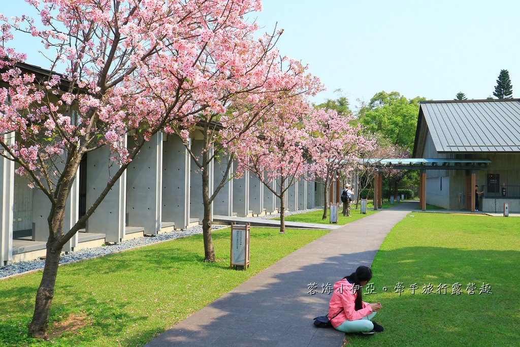 【桃園賞櫻景點】大溪齋明寺，吉野櫻、獨樹一格的清水模建築，意外譜出另類的美感