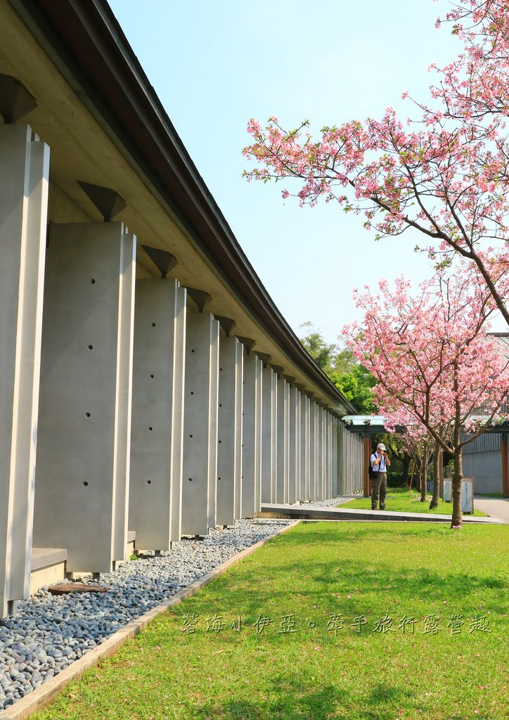 【桃園賞櫻景點】大溪齋明寺，吉野櫻、獨樹一格的清水模建築，意外譜出另類的美感