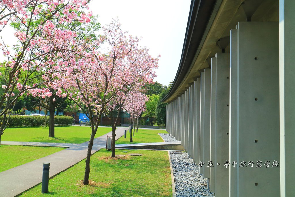 【桃園賞櫻景點】大溪齋明寺，吉野櫻、獨樹一格的清水模建築，意外譜出另類的美感