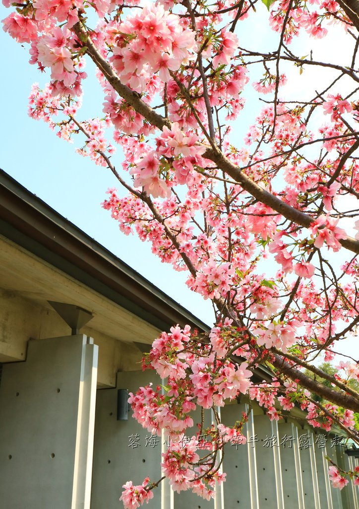 【桃園賞櫻景點】大溪齋明寺，吉野櫻、獨樹一格的清水模建築，意外譜出另類的美感